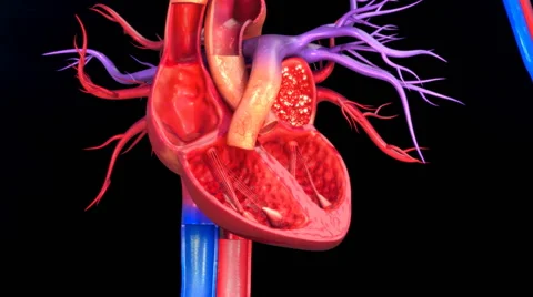 Functioning of human heart 動画素材 63396655