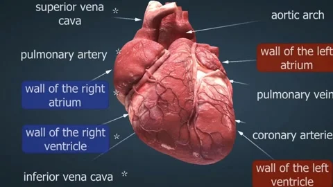 Functioning Mechanism of heart 動画素材 260256233