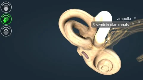 Functioning of the semicircular canals and mechanism of balance in human bod Video stock 277093922