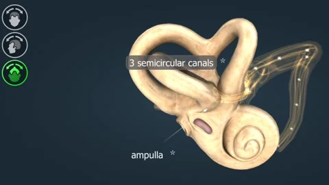 Functioning of the semicircular canals Video stock 277094059
