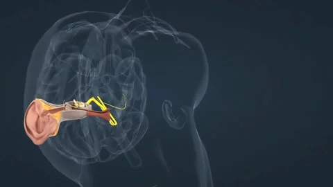 Functioning of the semicircular canals Stock Footage 277294789