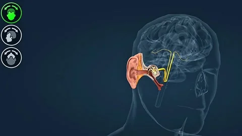 Functioning of the semicircular canals Stock Footage 314595360