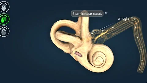 Functioning of the Utricle and Saccule Video stock 314596052