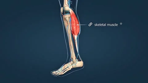 Functioning of venous valve Video stock 315378969
