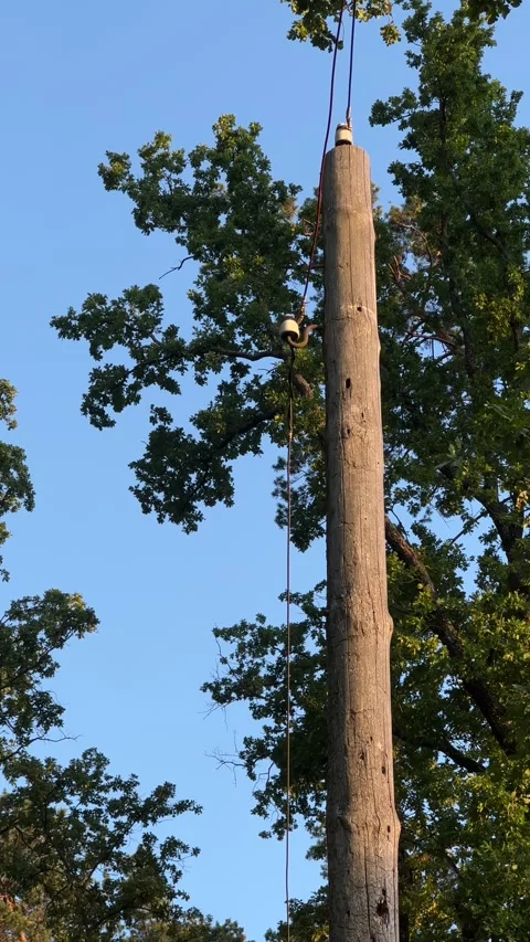 Functioning Wooden Electric Pole Amidst Lush Green Forest | Rural Power Video stock 278434212