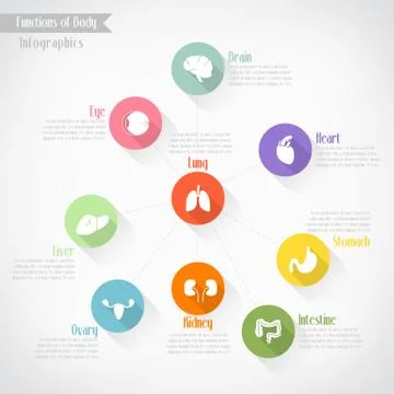 Functions of body infographics, vector eps10 Illustrazione stock