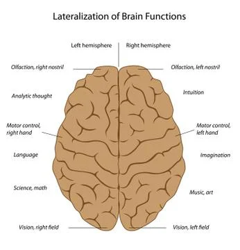 Functions of the brain Illustrazione stock