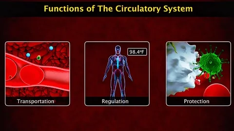 Functions of circulatory system 動画素材 318800270