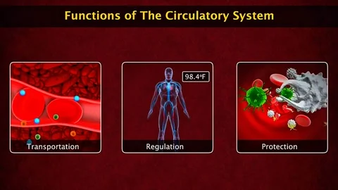 Functions of the circulatory system Stockbeeldmateriaal 318800737