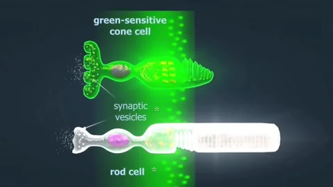 Functions of eye receptors Video stock 278612215
