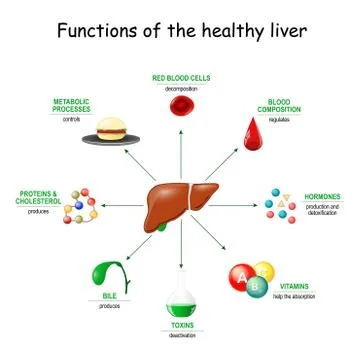 Functions of the healthy liver. Stock Illustration