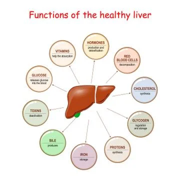 Functions of the Healthy Liver. Stock Illustration