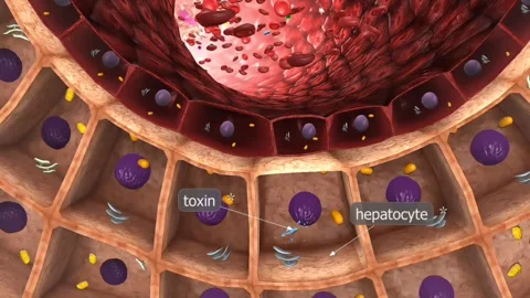 Functions of liver Stock Footage 270818737