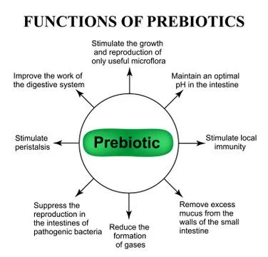 Functions of prebiotics. Infographics. Vector illustration on isolated Stock Illustration