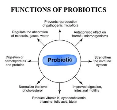 Functions of probiotics. Infographics. Vector illustration on isolated Stock Illustration