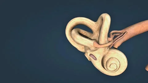 Functions of utricle and saccule of inner ear Stock Footage 314596608