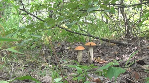 Fungal 008 Stock Footage 28330582