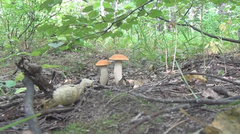 Fungal 009 Stock Footage 28342797