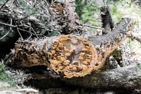 Fungal attack on the dead tree trunk. Stock Photos