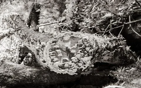 Fungal attack on the dead tree trunk. Stock Photos