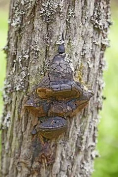 Fungal attack on a pine tree Stock Photos