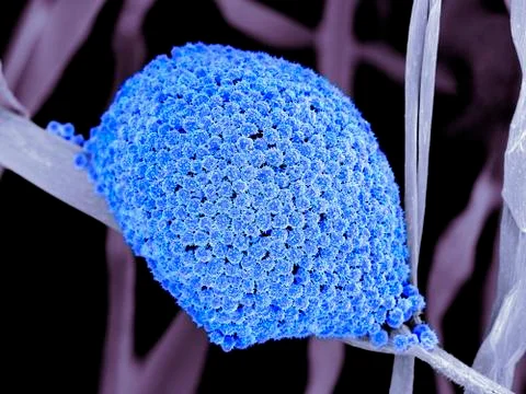 Fungal cells, SEM Stock Illustration