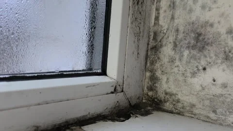 Fungal colonization on window, where dampness and persistent moisture lead Stock Footage 329771535