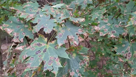 Fungal disease that affects maples. Rhytisma acerola - pathogenic fungus Stock Footage 320732931