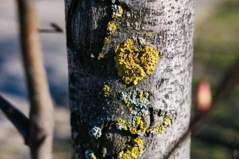 Fungal diseases on a tree trunk in the shape of a heart. Stock Photos