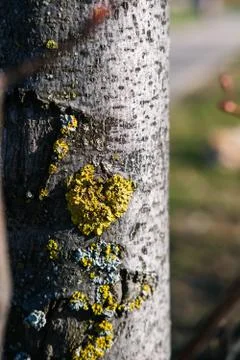 Fungal diseases on a tree trunk. spring sunny weather. Stock Photos