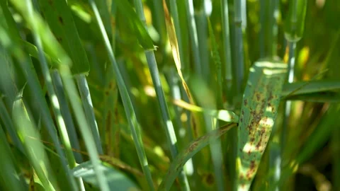 Fungal diseases wheat cereals close up Stock Footage