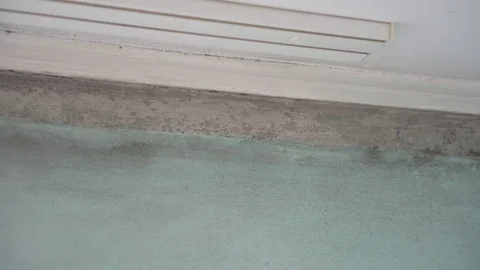 Fungal growth that develops on wet materials Stock Footage 120546199