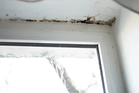 Fungal mold in the corner of the window. The consequences of improper ventila Stock Photos