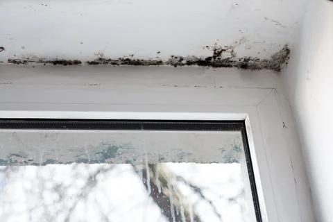 Fungal mold in the corner of the window. The consequences of improper ventila Stock Photos
