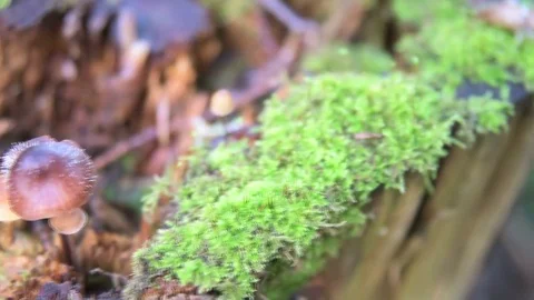 Fungal parasites covered Video stock 83235237