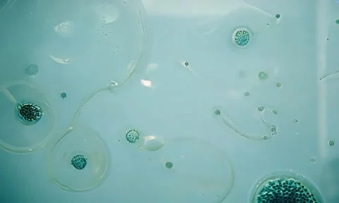 Fungal Spore Germination Microscopic Time Lapse 4K Stock Footage 347105349