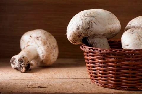 Funghi 1 Stock Photos
