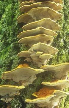 Funghi growing on a tree trunk Stock Photos