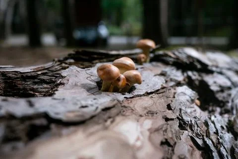 Funghi su tronco Stock Photos