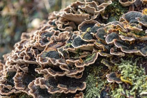 Funghi waves Stock Photos