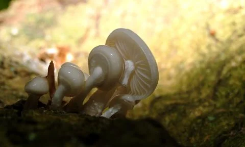 Fungi 2 Stock Photos