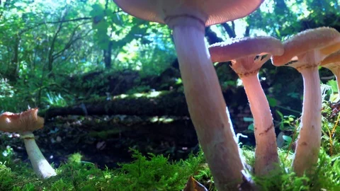 FUNGI 7 DOLLY full hd Stock Footage 96090686