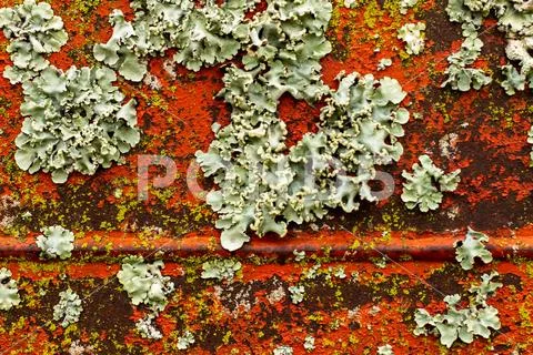 Fungi and lichens on a rusted metal plate. Material corroded by the passage o Stock Photos