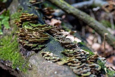 Fungi and Moss on Fallen Tree Stock Photos