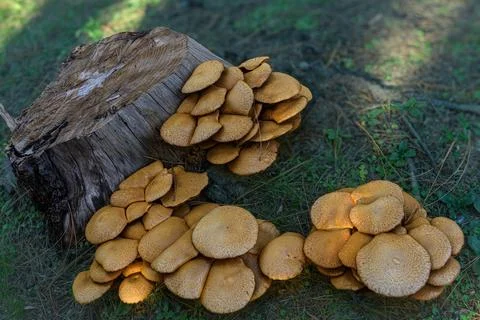 Fungi cluster on weathered tree stump Stock Photos