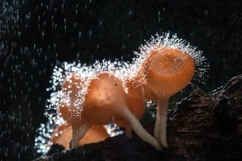 Fungi cup on decay wood with rain, in rainforest of Thailand Stock Photos