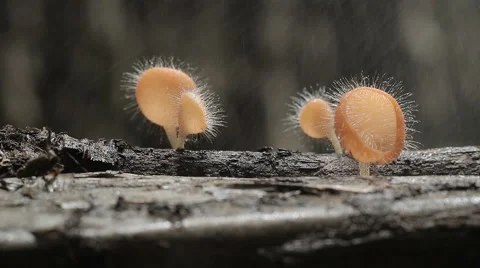 Fungi Cup Stock Footage 40995268