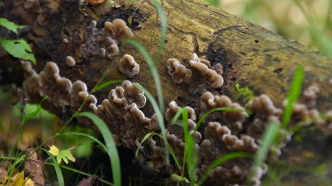 Fungi on decomposing tree wood Stock Footage 287094169