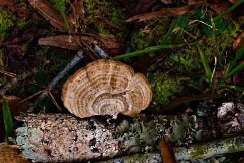 Fungi on Fall Forest Ground Stock Photos