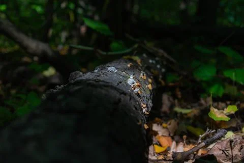 Fungi on a fallen tree in the forest Stock Photos